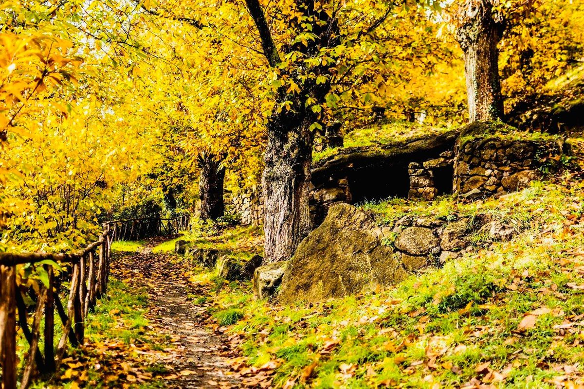 Un sentiero tra i castagni in autunno, con le foglie gialle e un muretto di pietra lavica
