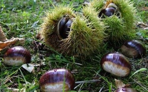 Castagne e ricci aperti sull'erba, nel bosco di Roccamonfina